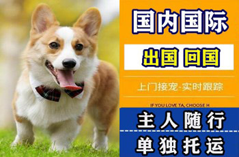 德宏州宠物托运公司德宏州宠物托运公司德宏州宠物托运公司